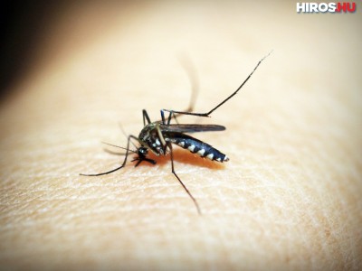 Befejeződött az országos szúnyogirtási program