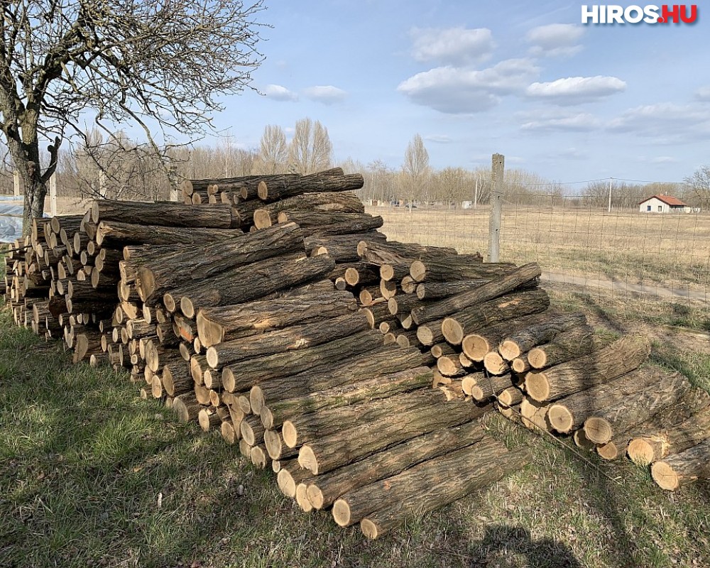 Erdőkért felelős államtitkár: Ezután is szabályozott keretek között fog zajlani a fakitermelés