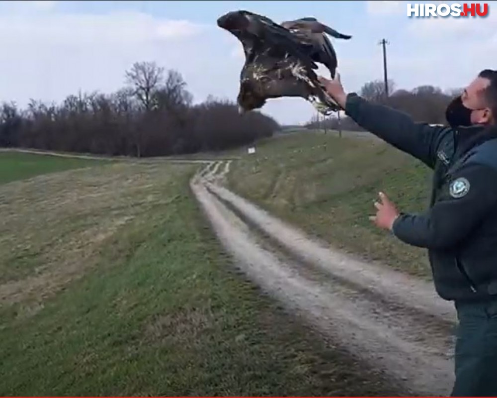 Szabadon engedtek egy gyógyult rétisast (videóval)