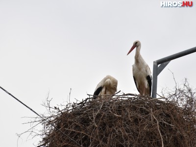 Visszatértek a gólyák Kecskemétre (videóval)