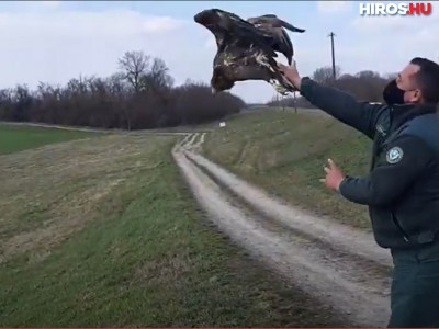 Szabadon engedtek egy gyógyult rétisast (videóval)