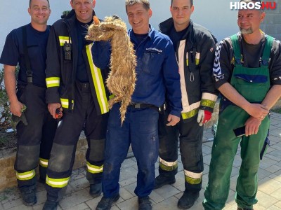 Kiderült: véletlenül bádogozták körbe a macskát, melyet a tűzoltók szabadítottak ki Kecskeméten