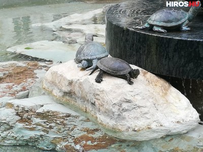 Életre kelt egy teknős a Békás-kútban?