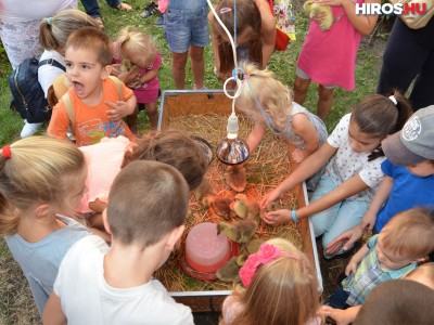 Ismét Libafesztivál lesz Kiskunfélegyházán