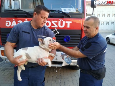 A kecskeméti tűzoltók segítettek hazajutni Pocaknak 