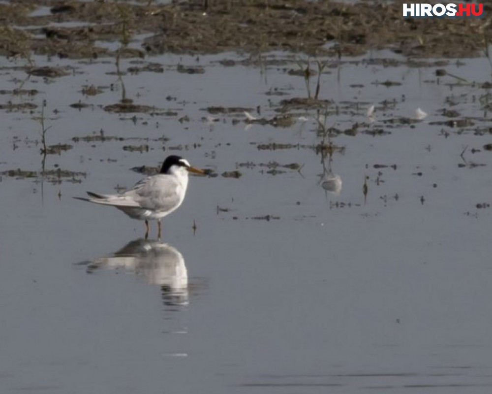 Hajtánypályán lehet majd megcsodálni a madarakat a Csaj-tónál