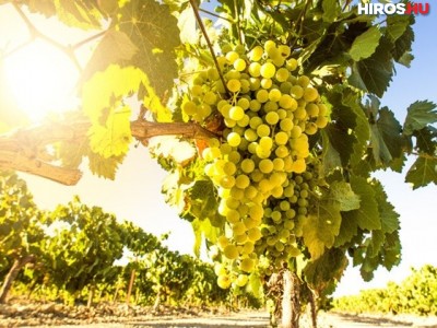 Jó a szőlőtermelés a korábban kezdődő szüret előtt