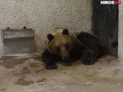 Szelíd és békés a befogott mackó