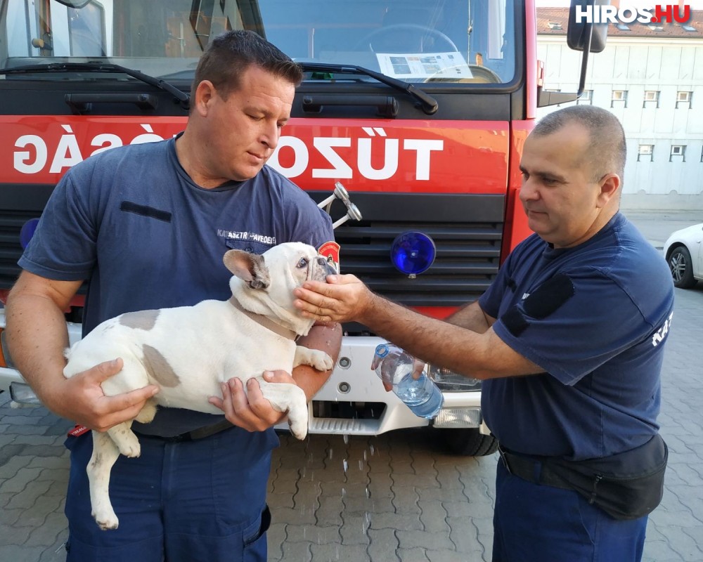 A kecskeméti tűzoltók segítettek hazajutni Pocaknak 