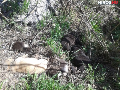 Halott kiskutyákat dobtak ki egy kocsiból