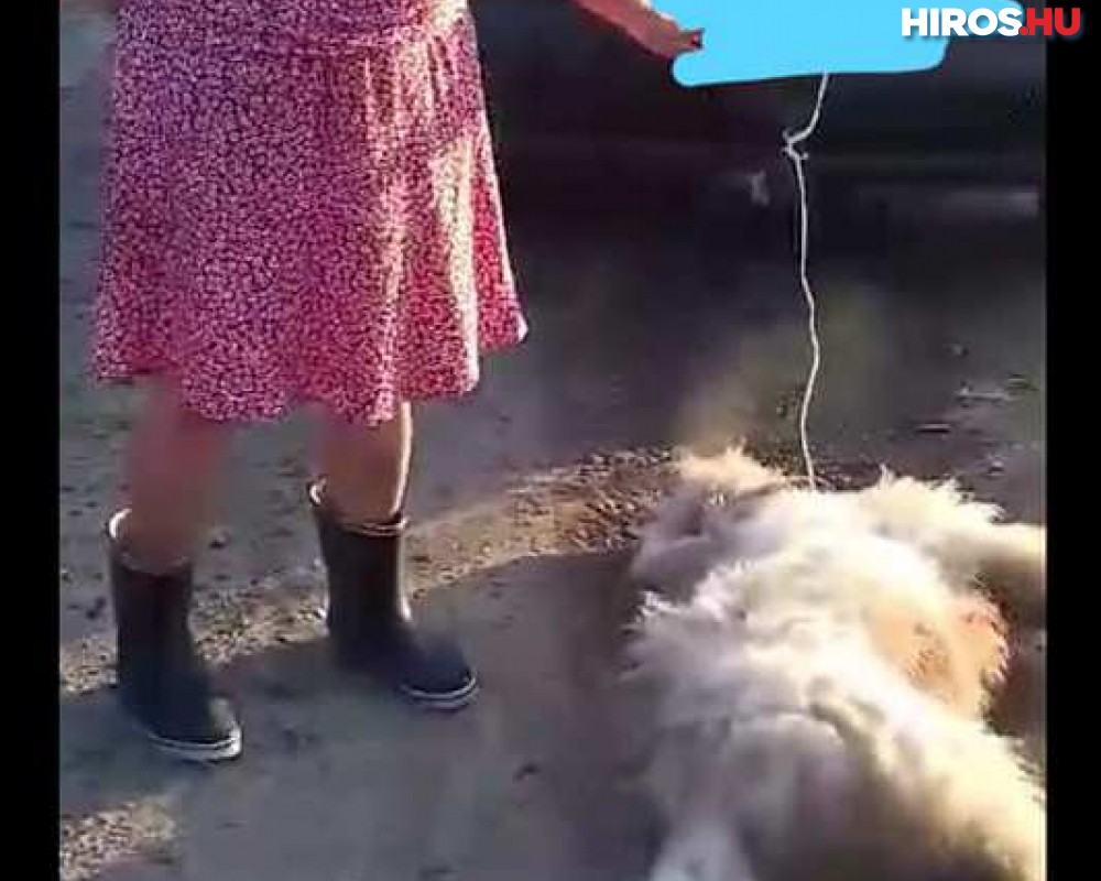 Brutál: kocsija lökhárítójához kötve húzta kutyáját a nő