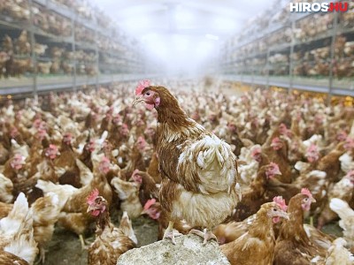 Több mint 200 állattartó telepen mutatták ki a madárinfluenzát