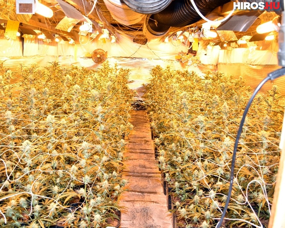 Bíroságon folytatódik a keceli cannabis termesztők ügye