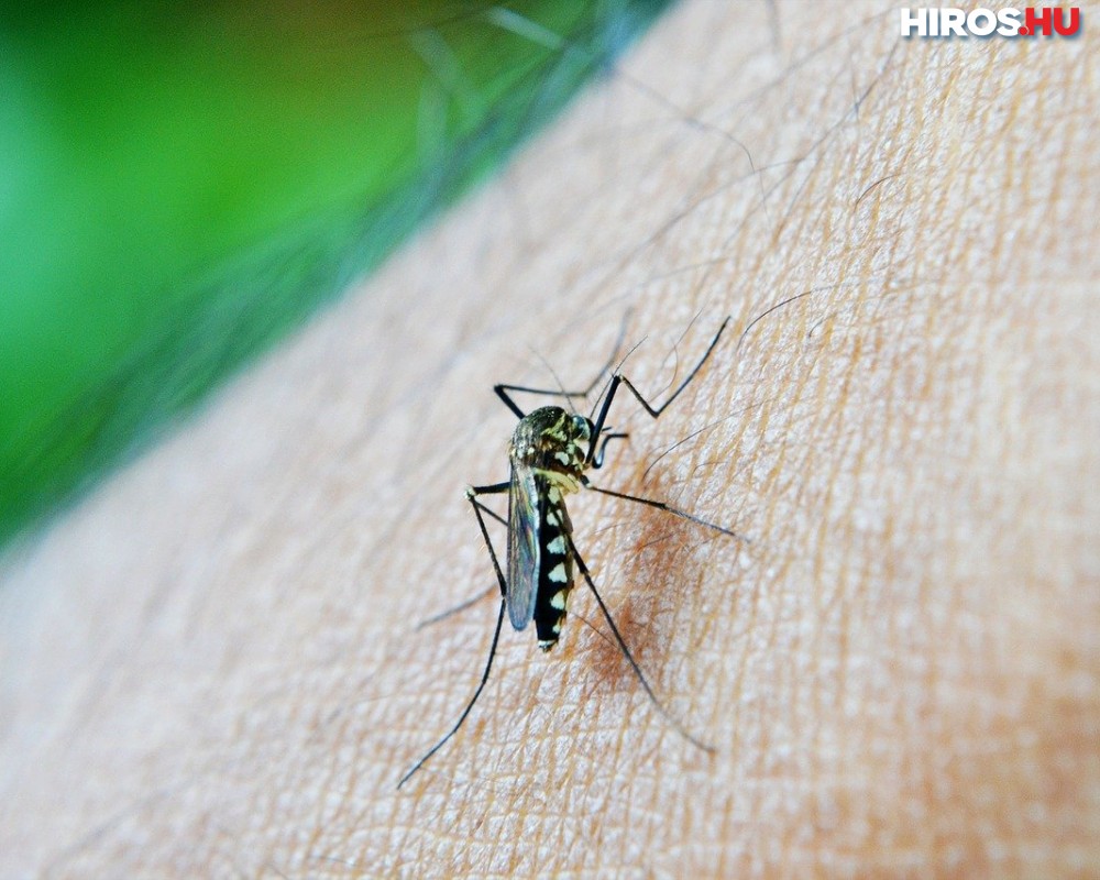 Hét megye 252 településen lesz szúnyoggyérítés a héten