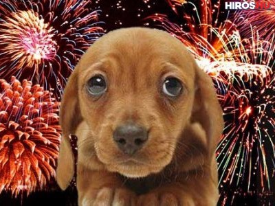Előzzük meg a kutyapánikot az augusztus 20-i tűzijáték idején