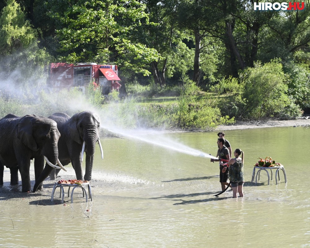 Elefántokat fürdetett a KTV riportere