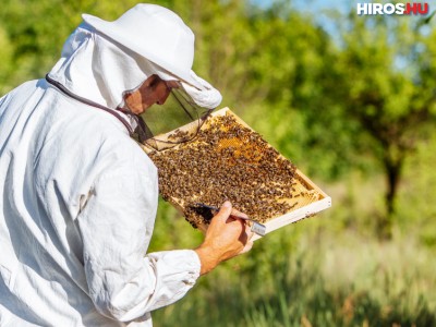 Több hazai támogatást kapnak a méhészek, de az uniónak is lépnie kellene
