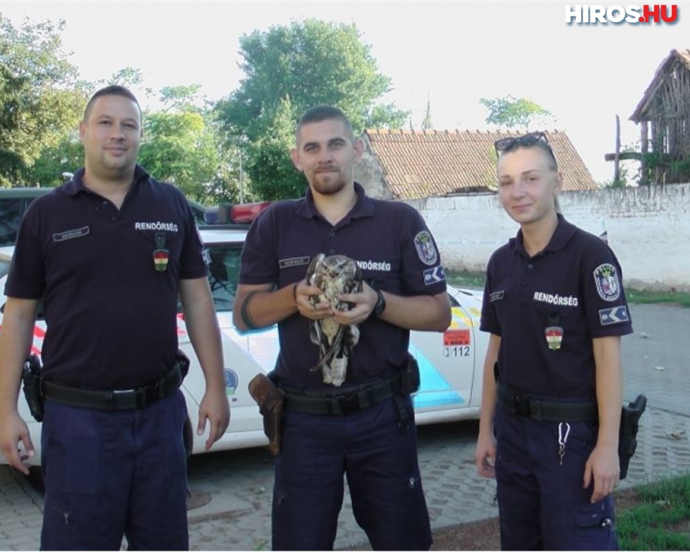 Ragadozó madarat mentettek a megyei rendőrök