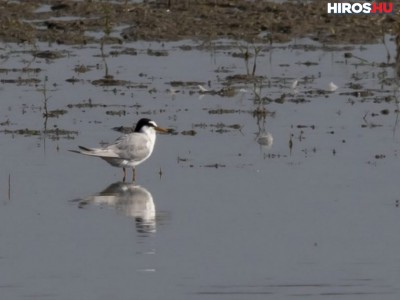Hajtánypályán lehet majd megcsodálni a madarakat a Csaj-tónál