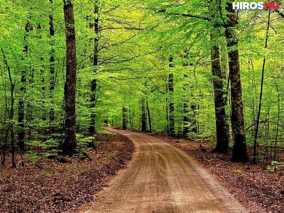 Az alföldi erdészek eredményes munkája is hozzájárul az erdők fennmaradásához