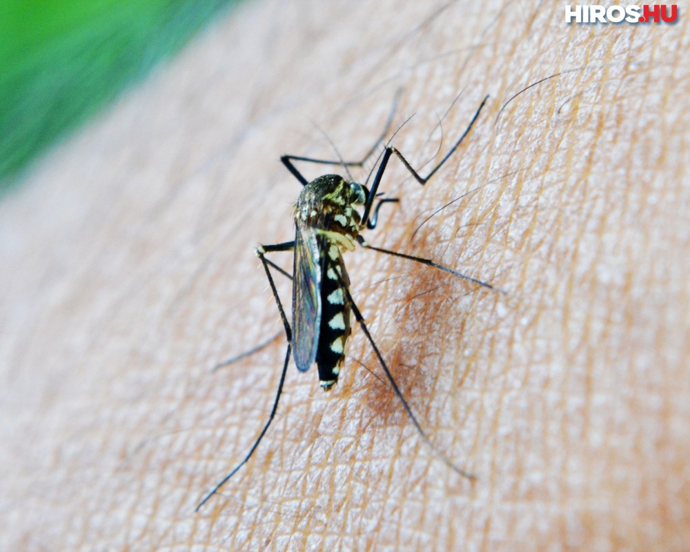 Bács-Kiskun megyében is gyérítik a szúnyogokat a héten