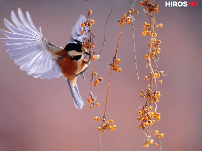 Egy csipetnyi boldogság: téli madáritatás