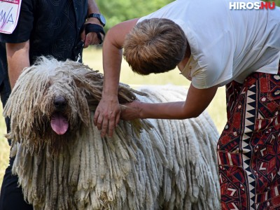 Magyar pásztorkutyák Bugacon - Kiderült, melyikük a legjobb terelő