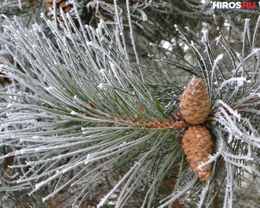 Karácsonyig bezár a Kecskeméti Arborétum