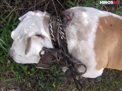 Újabb állatkínzás: még mindig az életéért küzd a kutya a nyakába nőtt lánc miatt - Videóval