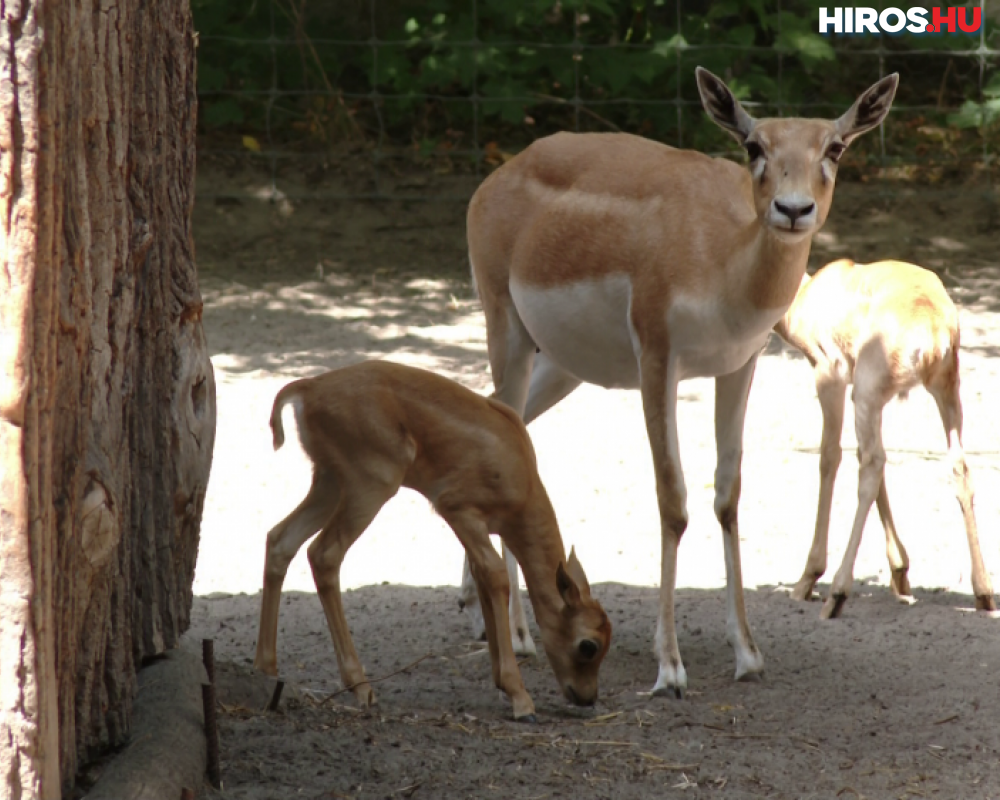Antilopok születtek a vadaskertben