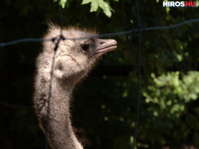 Wellnesst kapnak a vadaskert emui – videóval