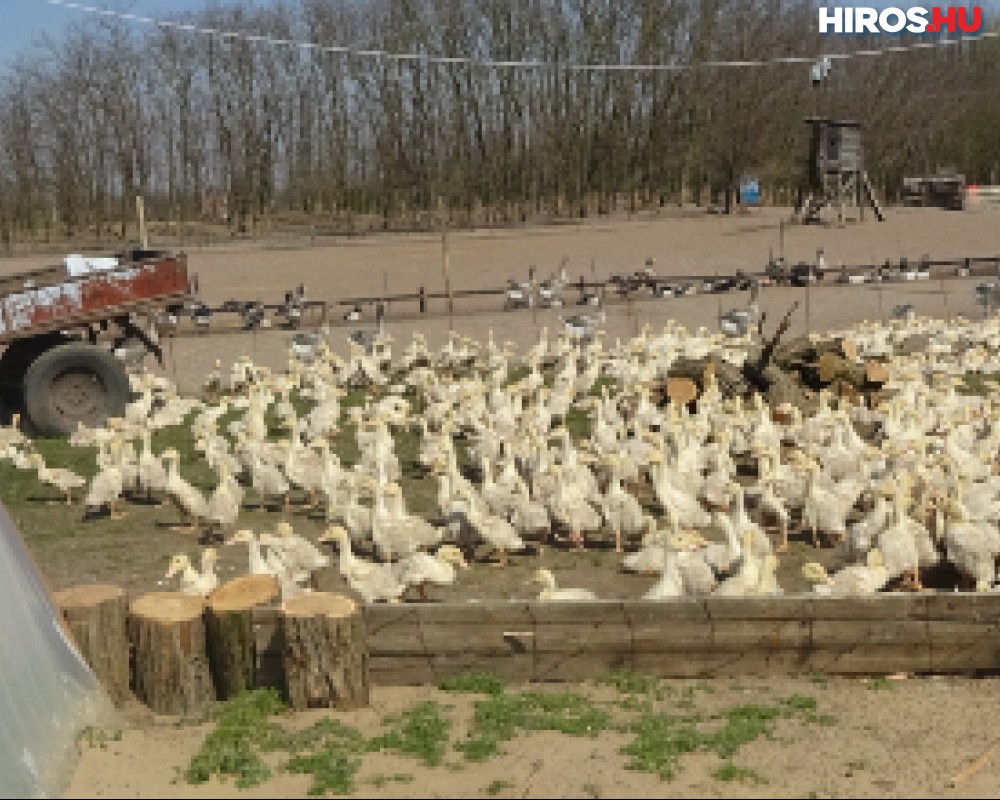 Súlyos hiányosságok a kacsa és liba telepeken Kéleshalom közelében