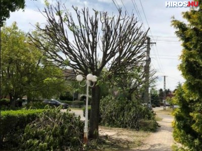 Csúnyán megcsonkították a fákat a Petőfivárosban - videóval