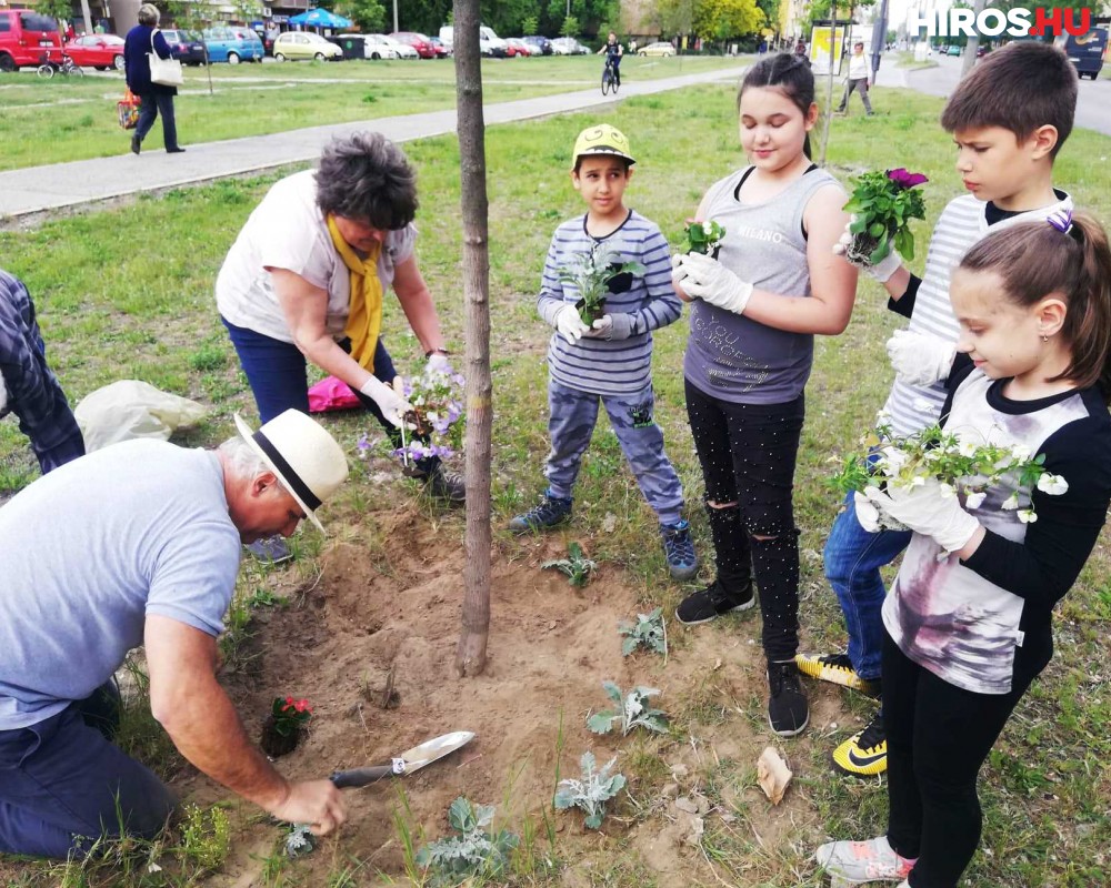 Virágültetés a Széchenyivárosban