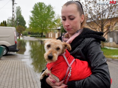 Brutális állatkínzás: a kisfiú szeme láttára vágták el a kutya nyakát