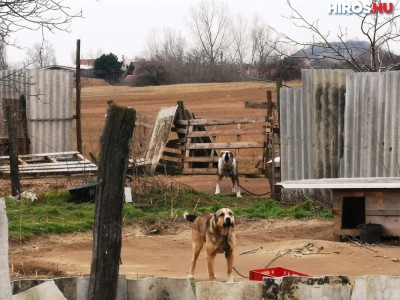 Visszaeső állatkínzó: újabb kutyapokol egy kecskeméti tanyán