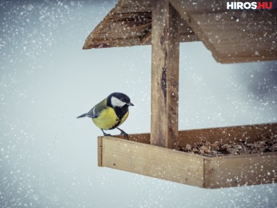 Téli madáretetés, hasznos tanácsokkal