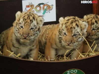 Már láthatók a kis tigrisek a Vadaskertben - Videóval
