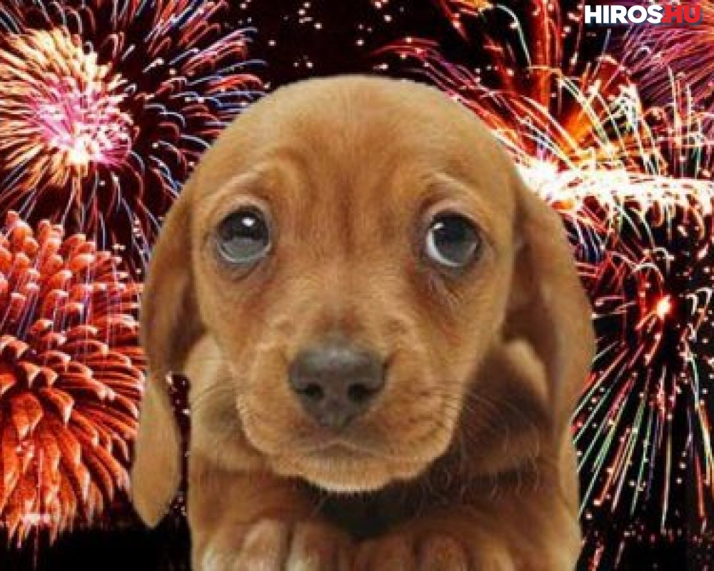 Előzzük meg a kutyapánikot az augusztus 20-i tűzijáték idején