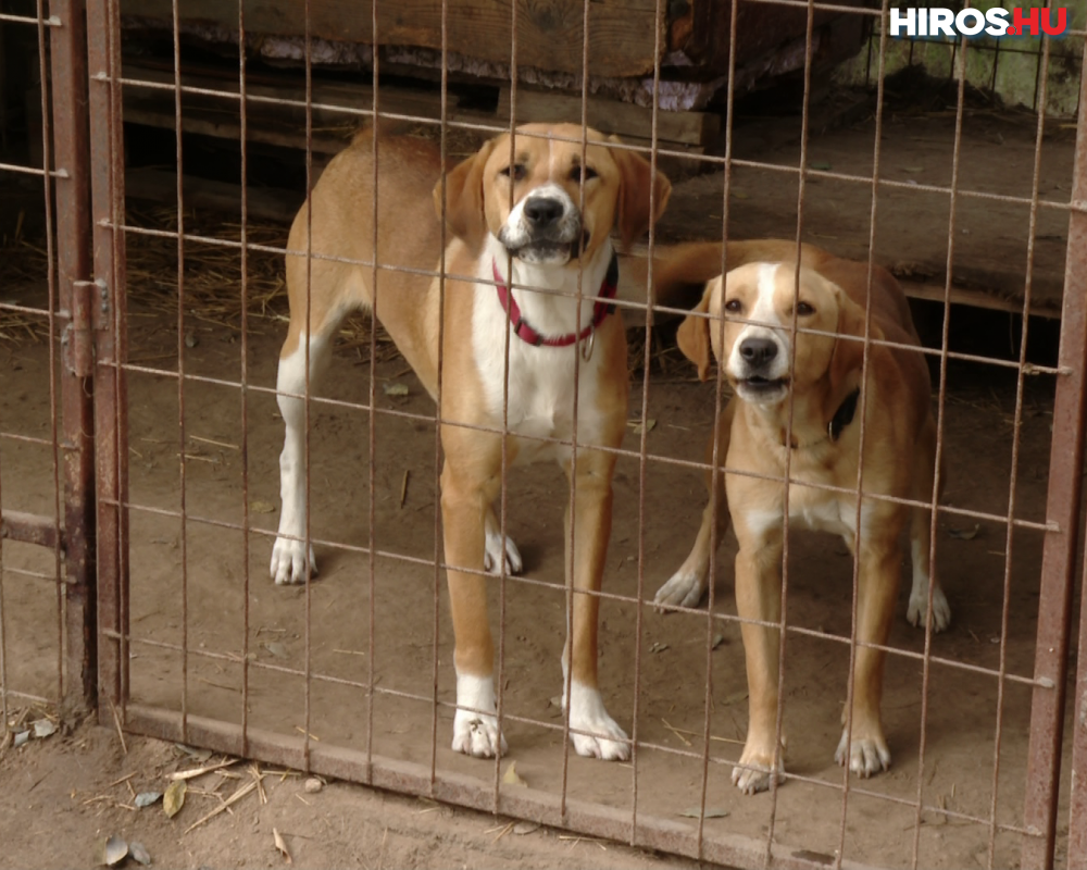 Sok kutyától válnak meg a rezsiárak miatt - Videóval
