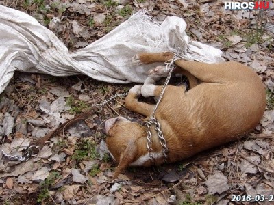 Egy három hónapos kiskutyát gyilkoltak meg Kecskeméten