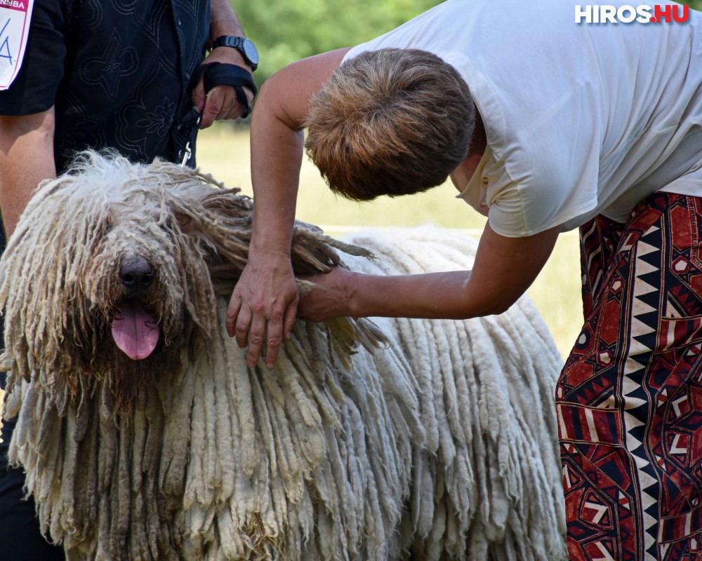 Magyar pásztorkutyák Bugacon - Kiderült, melyikük a legjobb terelő