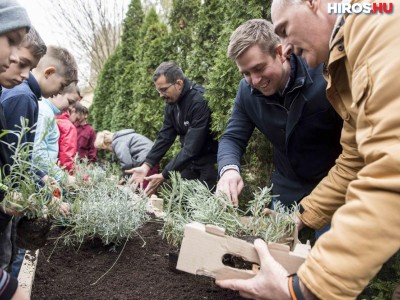 140 tő levendulát ültettek el az iskolák udvarán