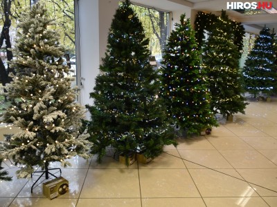 DekorTrend Kecskemét: a város legnagyobb karácsonyfa-választéka