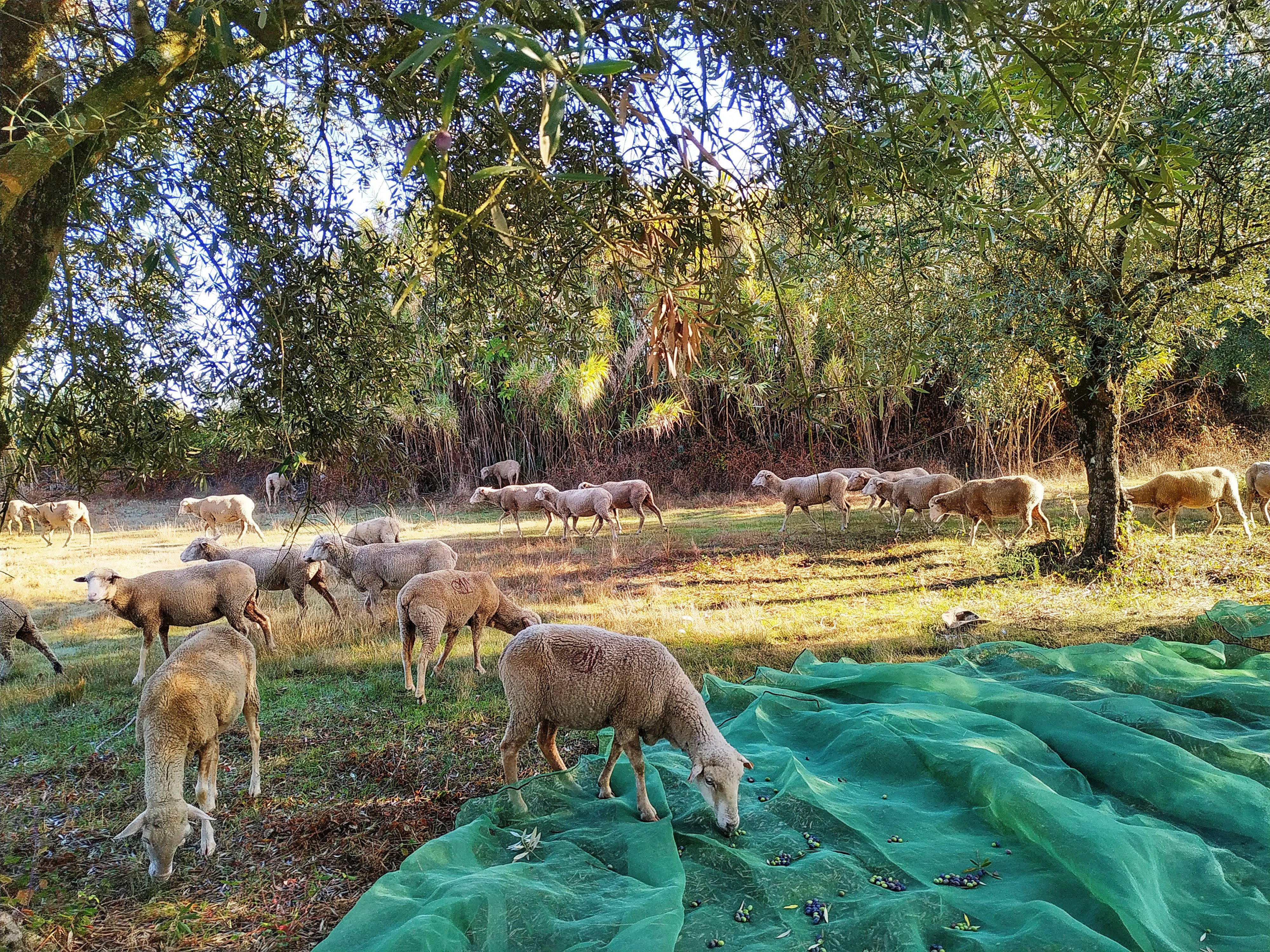 A bárányok is besegítenek