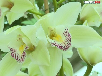 Játsszon a Kecskeméti Televízióval, orchideát nyerhet!
