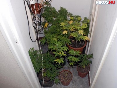 Panelházban termesztették a cannabist