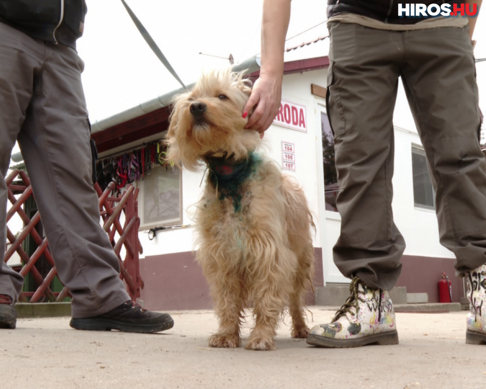 Hosszú rehabilitáció vár Ajbóra, a megkínzott kutyára