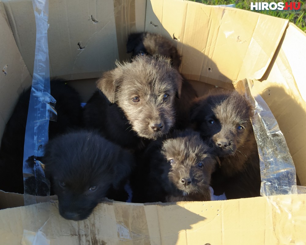 Kilenc kiskutyát hagytak egy zárt dobozban az út szélén (videóval)