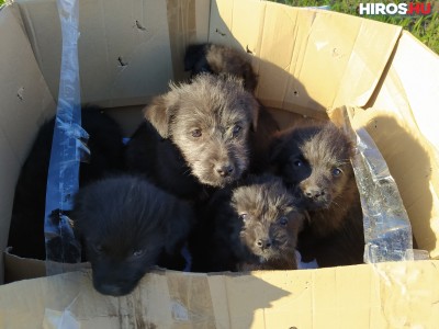 Kilenc kiskutyát hagytak egy zárt dobozban az út szélén (videóval)